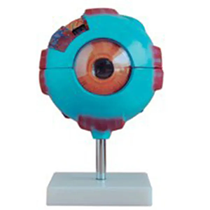 Eyeball Model-Enlarged Model of Eyeball-Enlarged Model of Eyeball and Orbit